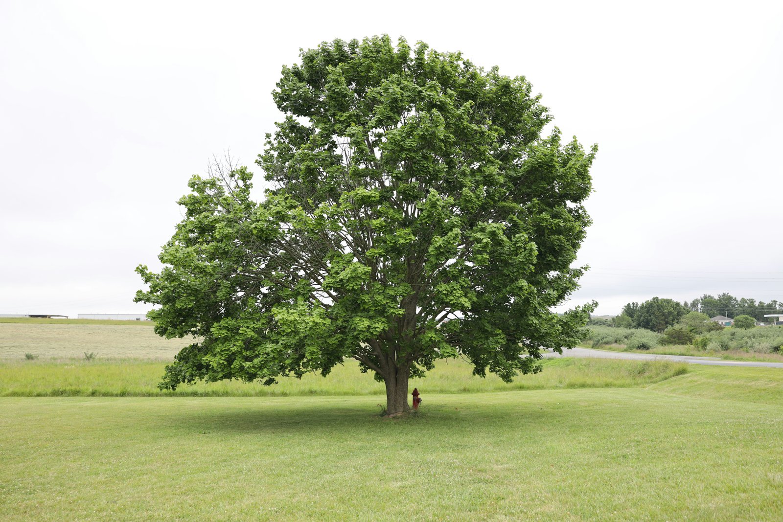 Photography category